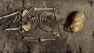Skelett från utgrävning i Birka av ett barn som begravts med halsband av pärlor.