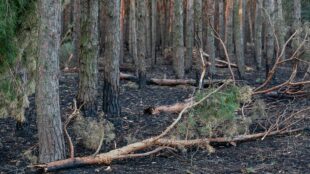 Brandhärjade och brutna trädstammar.