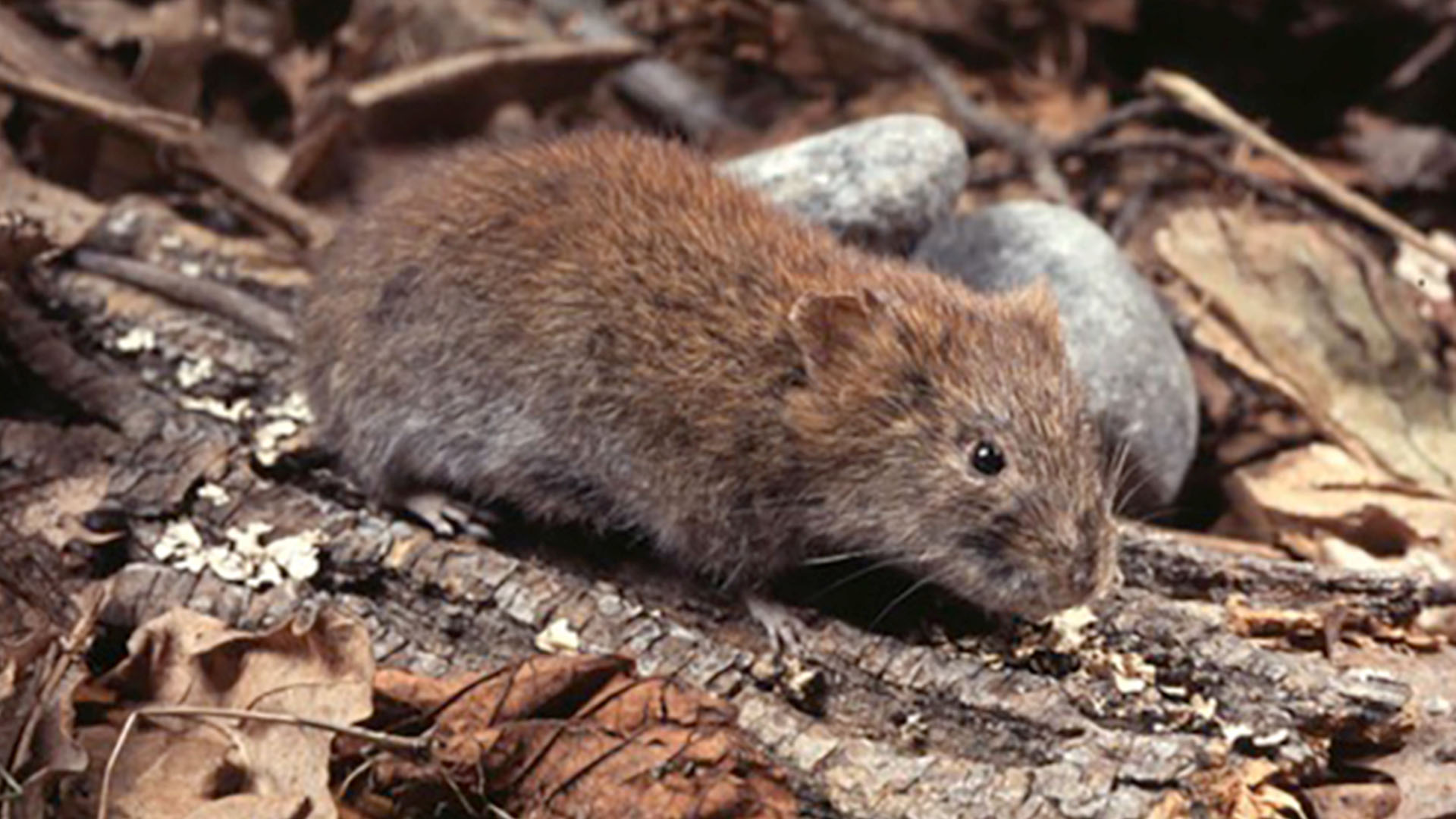 En brun sork bland löv och grenar