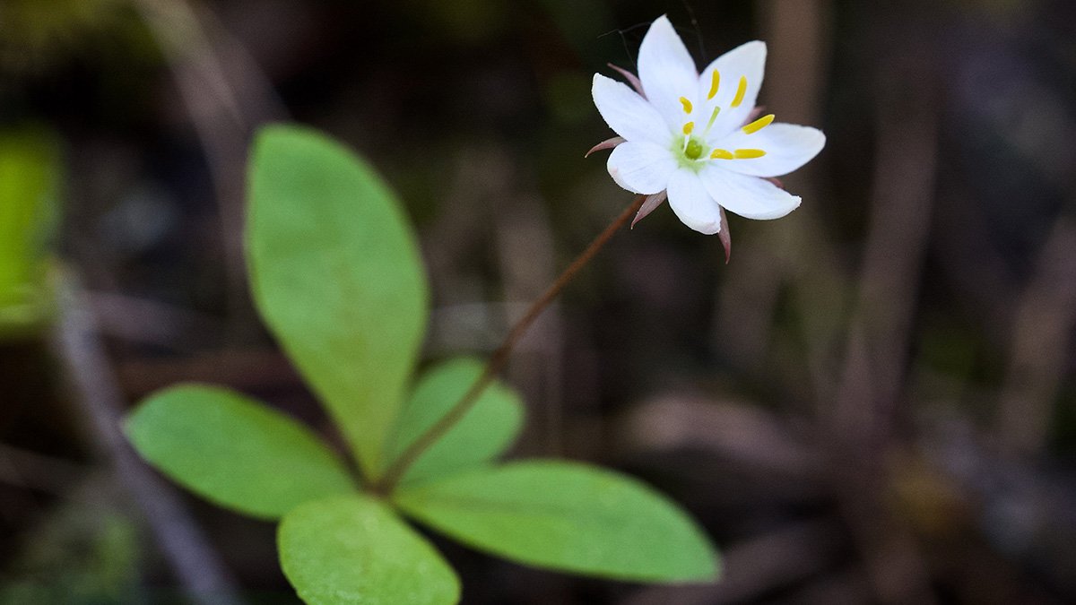 Blomma som liknar en vitsippa.