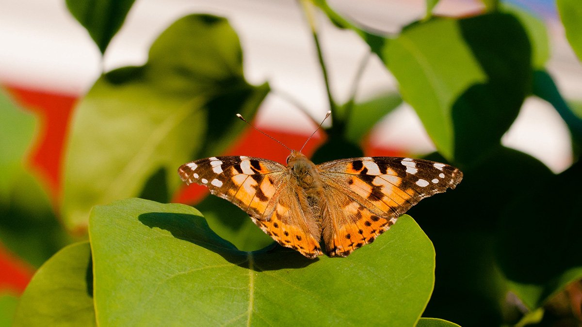 Fjaril sitter på ett blad. Den har vingar som är orange med svartvita fält.