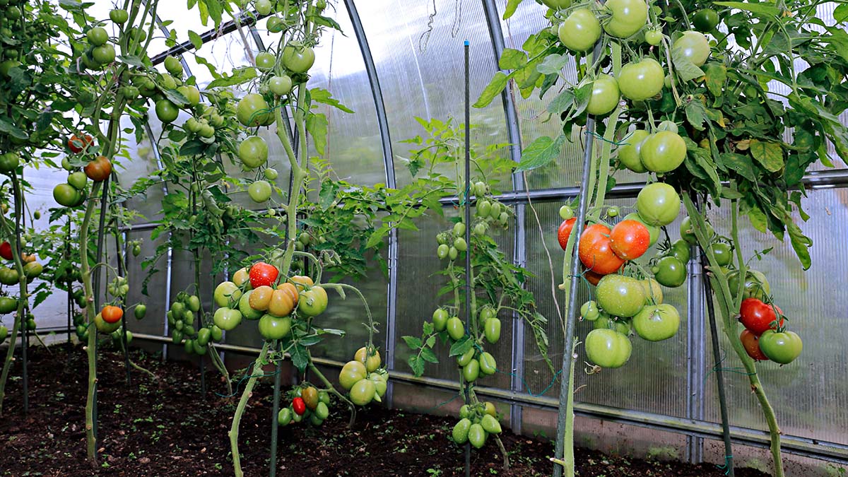 Gröna och röda tomater i växthus
