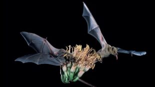 Två fladdermöss med mörk bakgrund. De flyger samtidigt som de äter nektar från en blomma.
