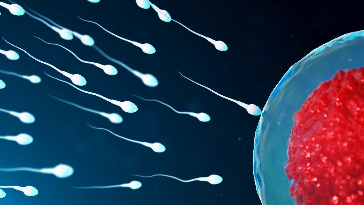 Illustration av spermier som närmar sig ett ägg.