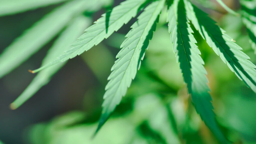 Flikigt blad från cannabisplanta.