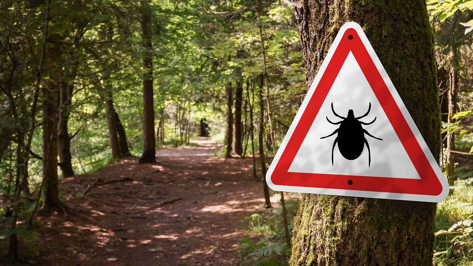 Varningsskylt för fästingar i en skog.