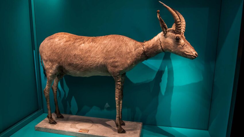 Blåbocken liknar en antilop med kraftiga horn och brunaktig päls.