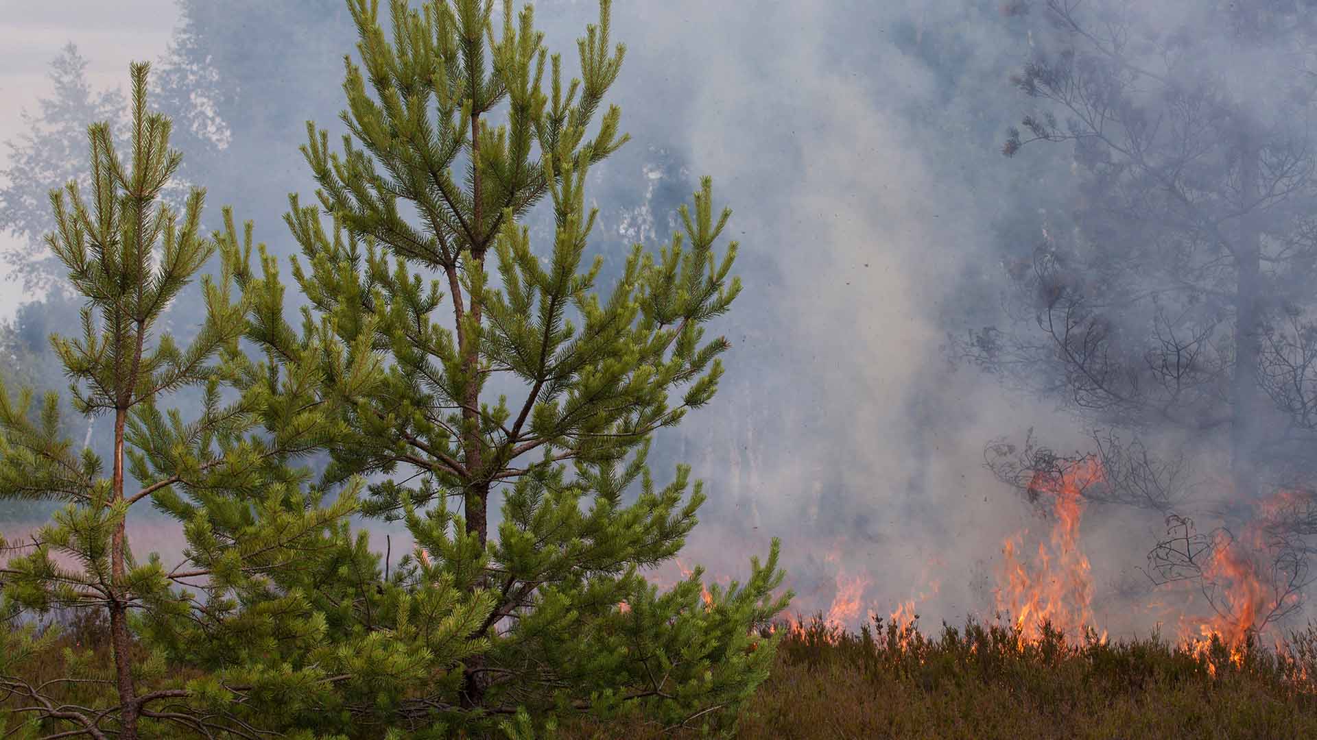 Lågor i närheten av barrträd.