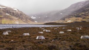 Landskap med fjäll. På marken finns utplacerade mikroväxthus.