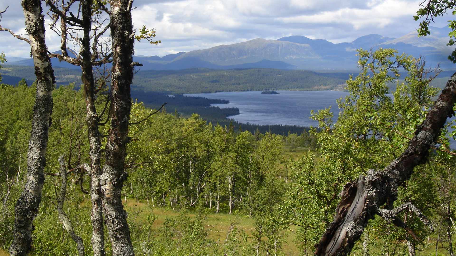 Skogslandskap med vy över sjö.