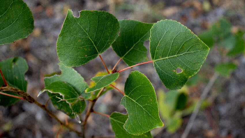 Gröna hjärtformade poppellöv.