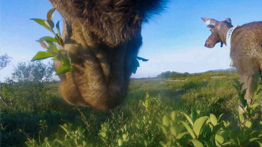 Älg böjer sig ner och mumsar på gräs.