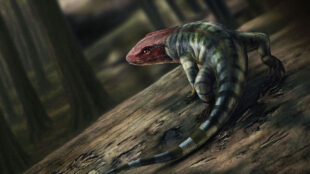 En reptil som ser ut som Enödla med rött huvud公司。