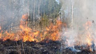 Lågor flammar i skog.