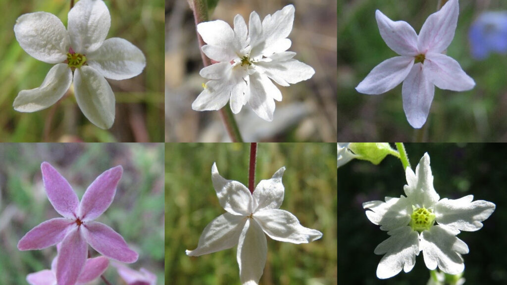 Sex olika bilder visar att blomman kan vara vit, rosa med flikiga blad eller rundade. 