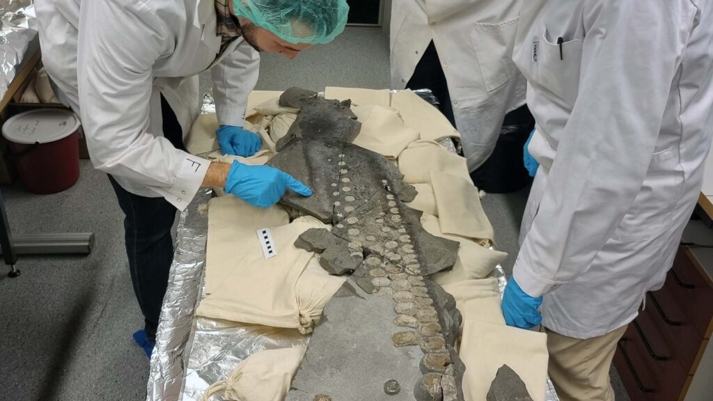 Forskare studerar fossil på ett bord.