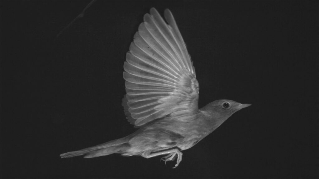 Svartvit bild över en näktergal som flyger i en vindtunnel.