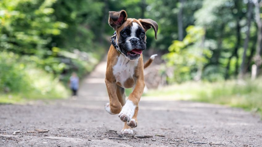 Boxervalp springer på en väg.