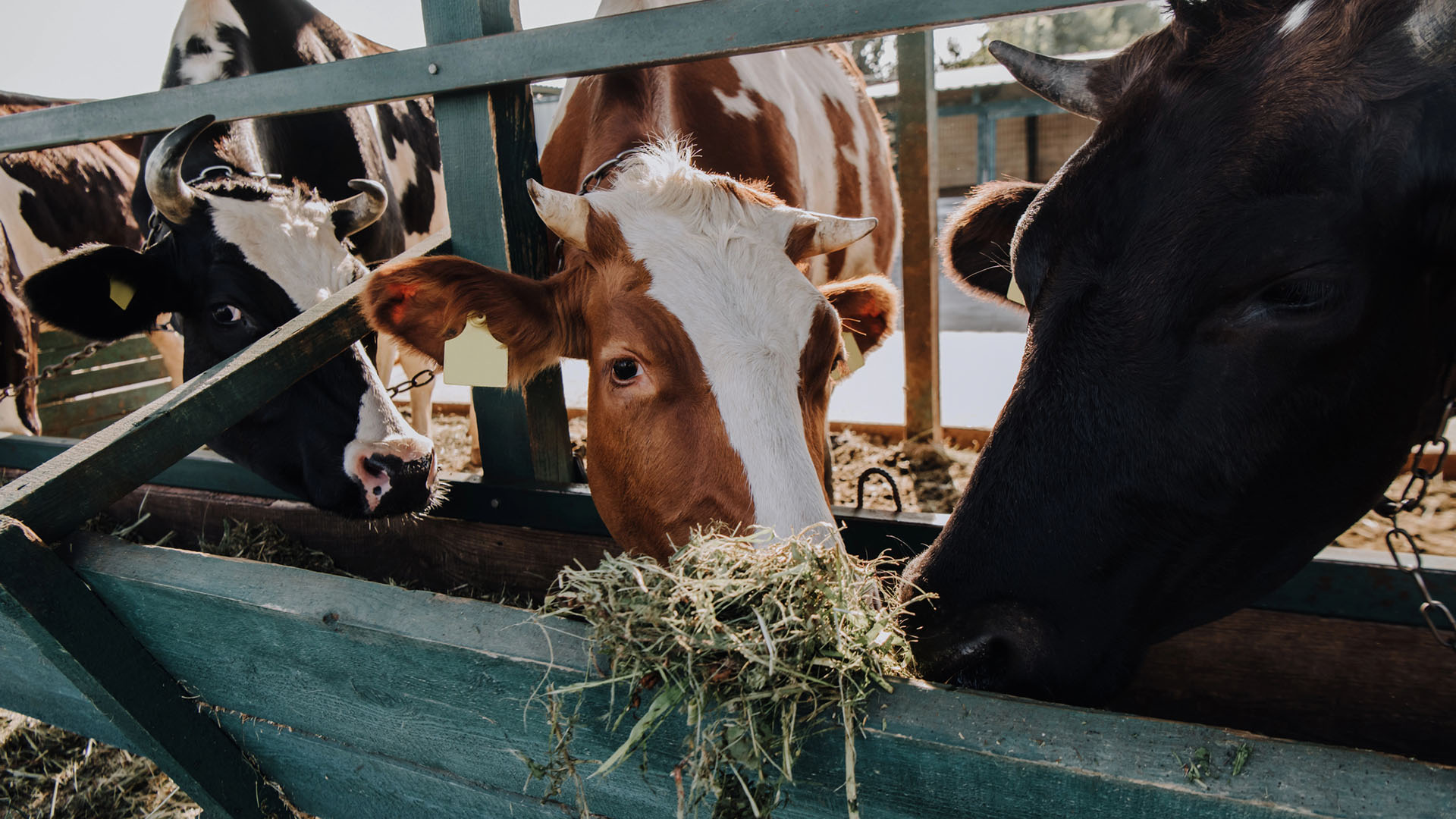 Tre kor äter hö inomhus.