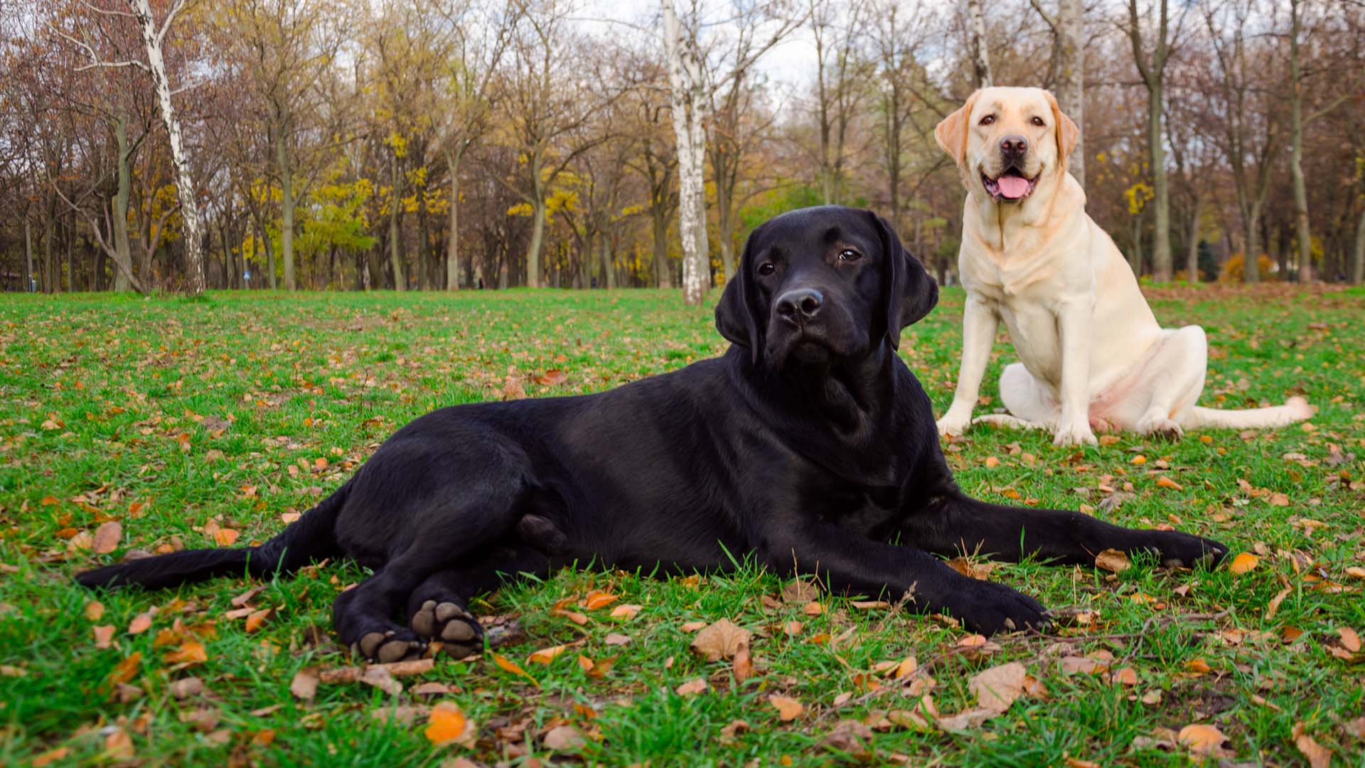Två labradorer i en park