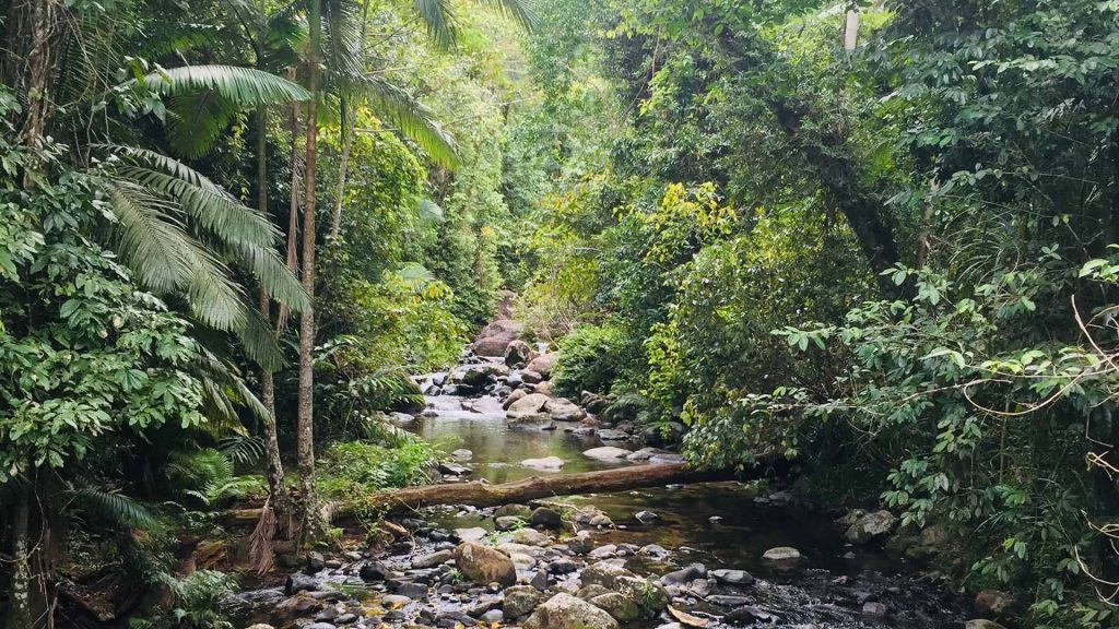 Tät växtlighet runt smal flod.