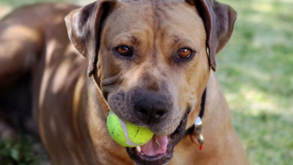 Brun hund med tennisboll i munnen